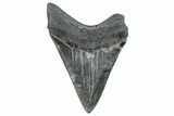 Serrated, Fossil Megalodon Tooth - South Carolina #284239-1